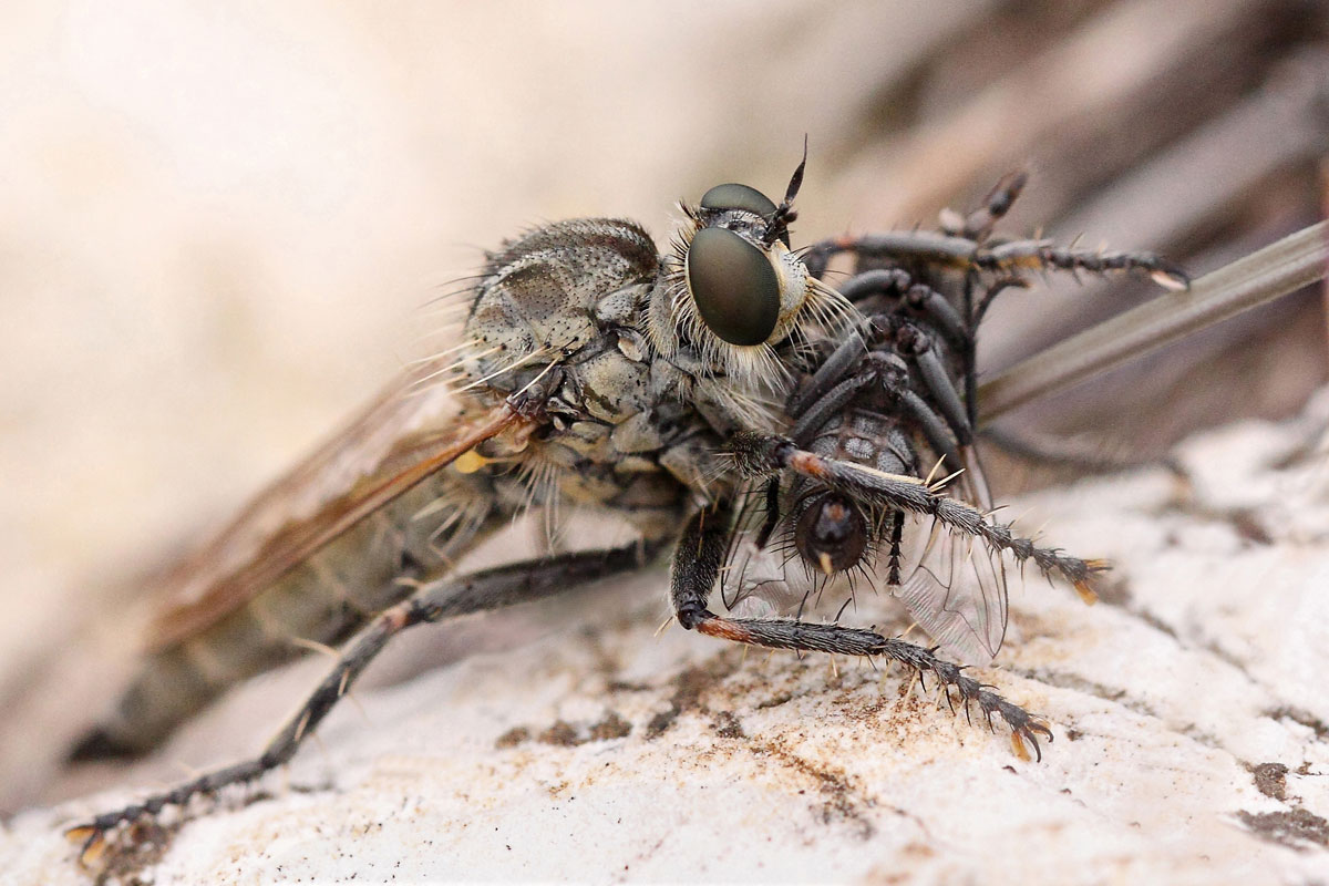 Asilus crabroniformis