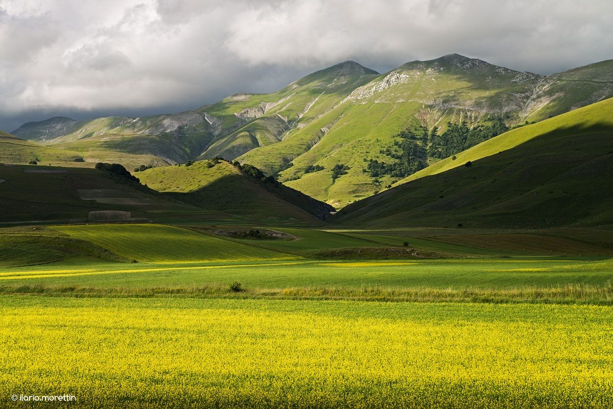 Green and gold ... as the Selecao Brasileira