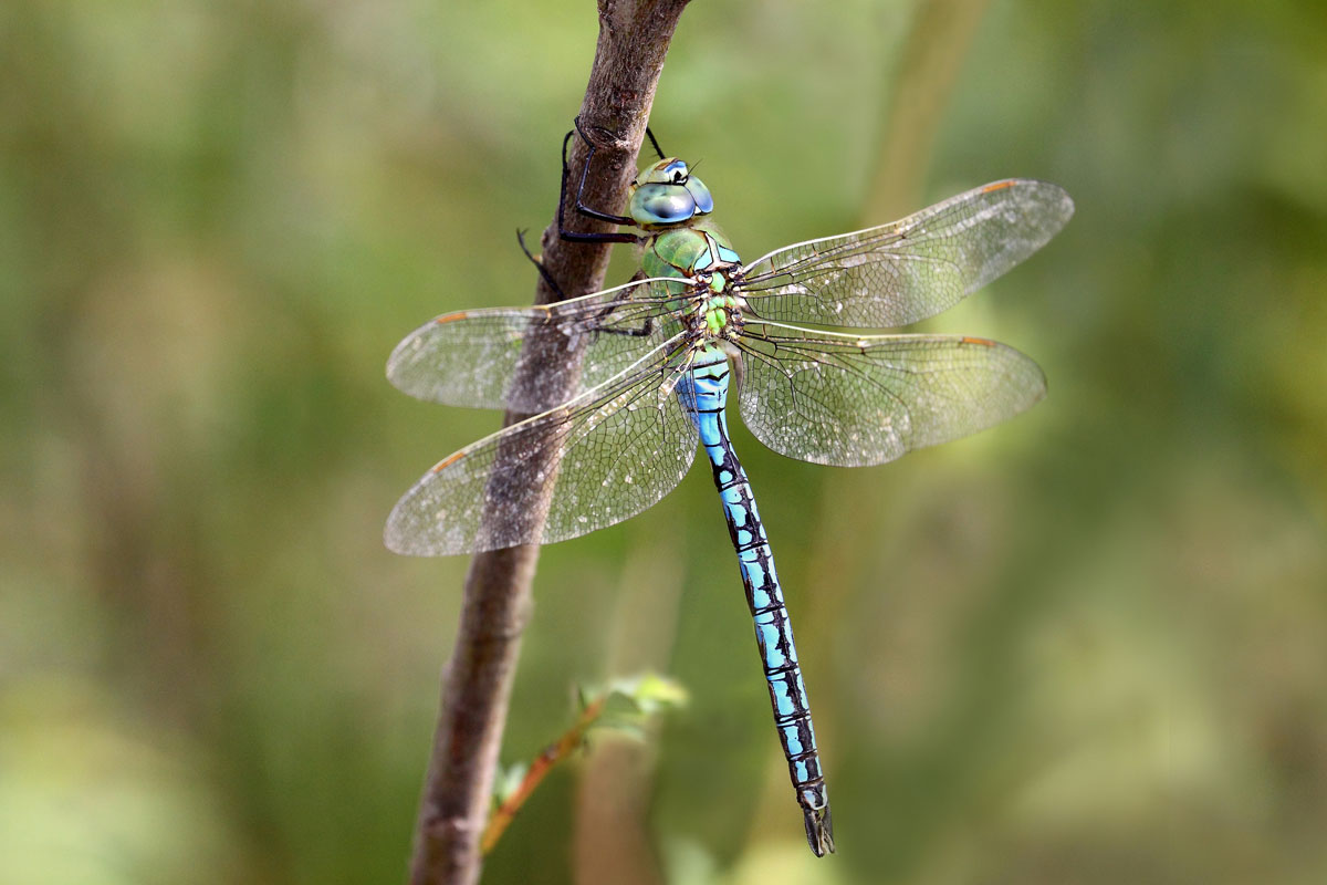 Anax imperator