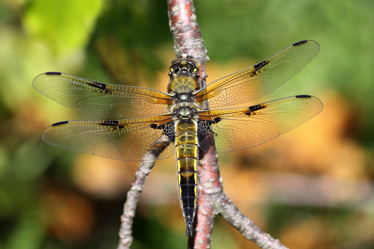 Libellula quadrimaculata