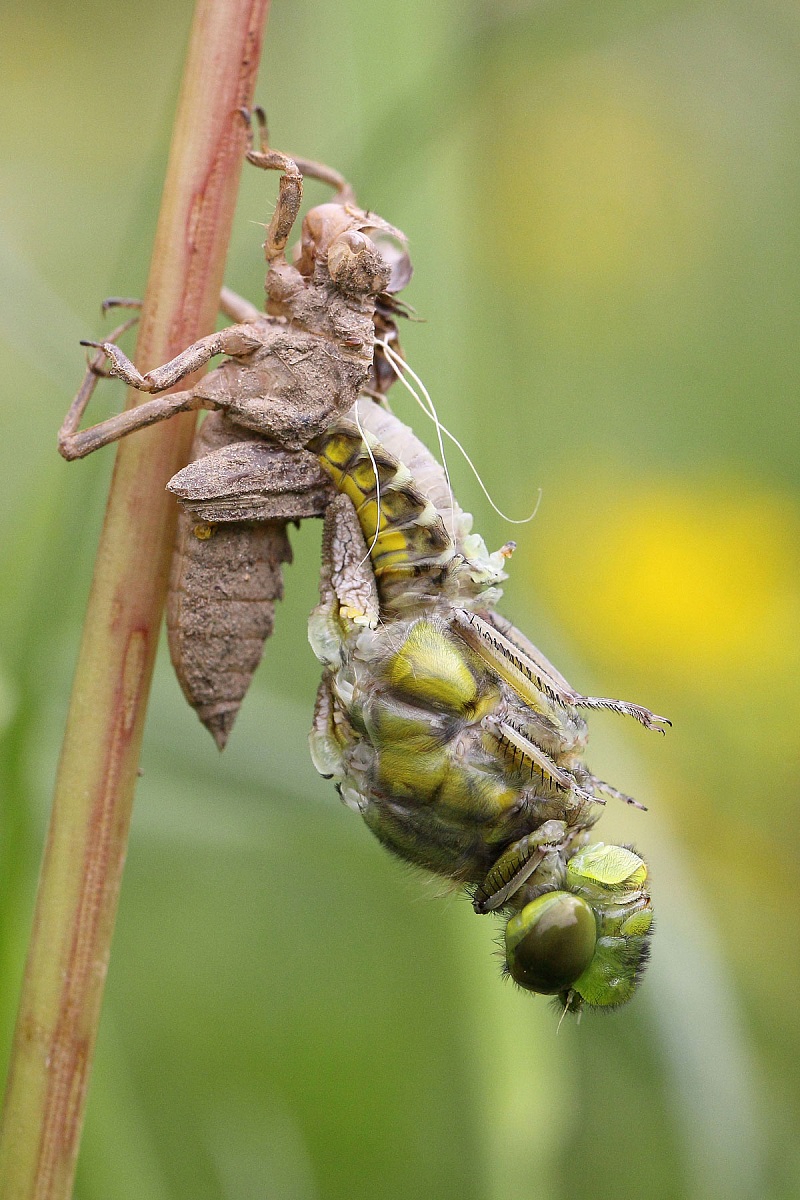 Nascita della libellula