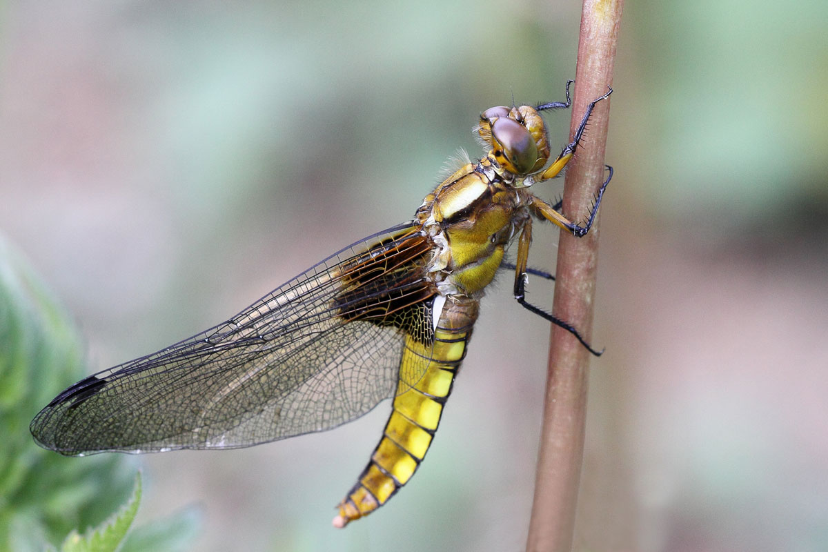 Libellula depressa (es. femmina appena nata)