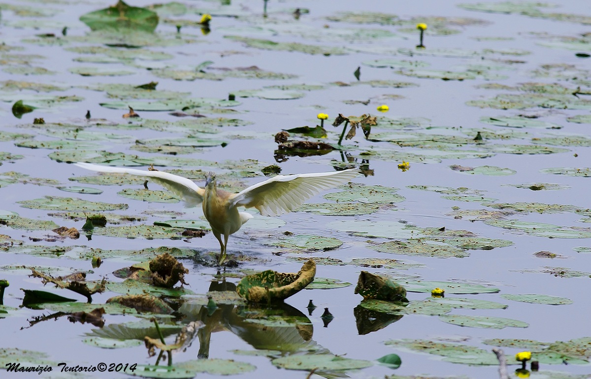 Sgarzetta with the Tuft