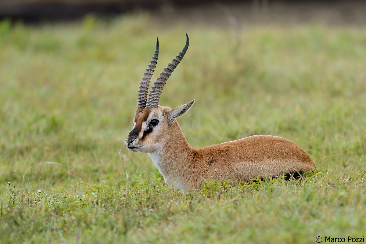 The gazelle