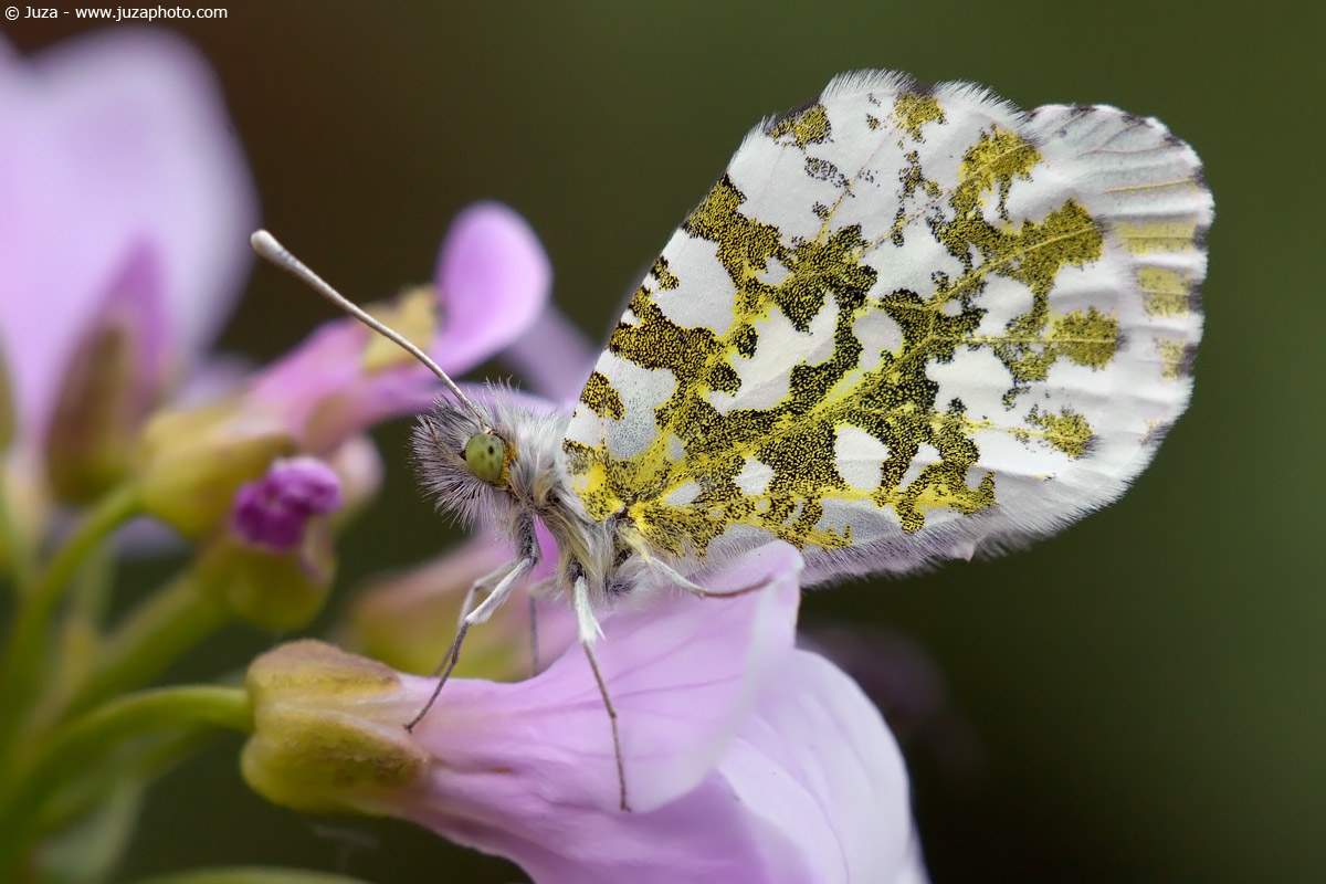 Anthocharis cardamines, 005186