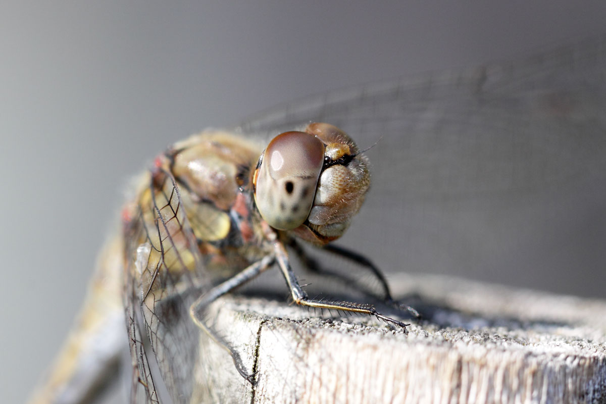 Sympetrum striolatum