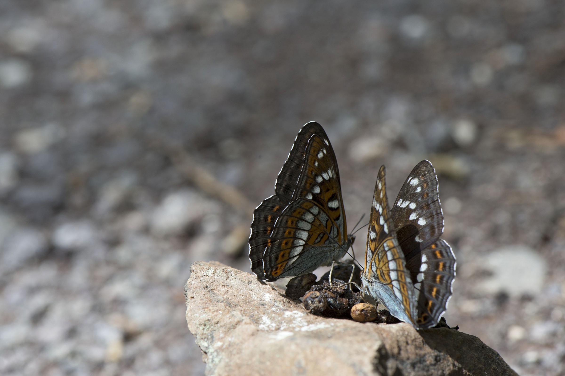 Limenitis Populi