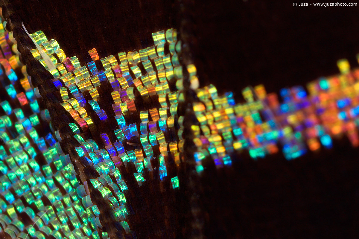 Urania ripheus, 005583