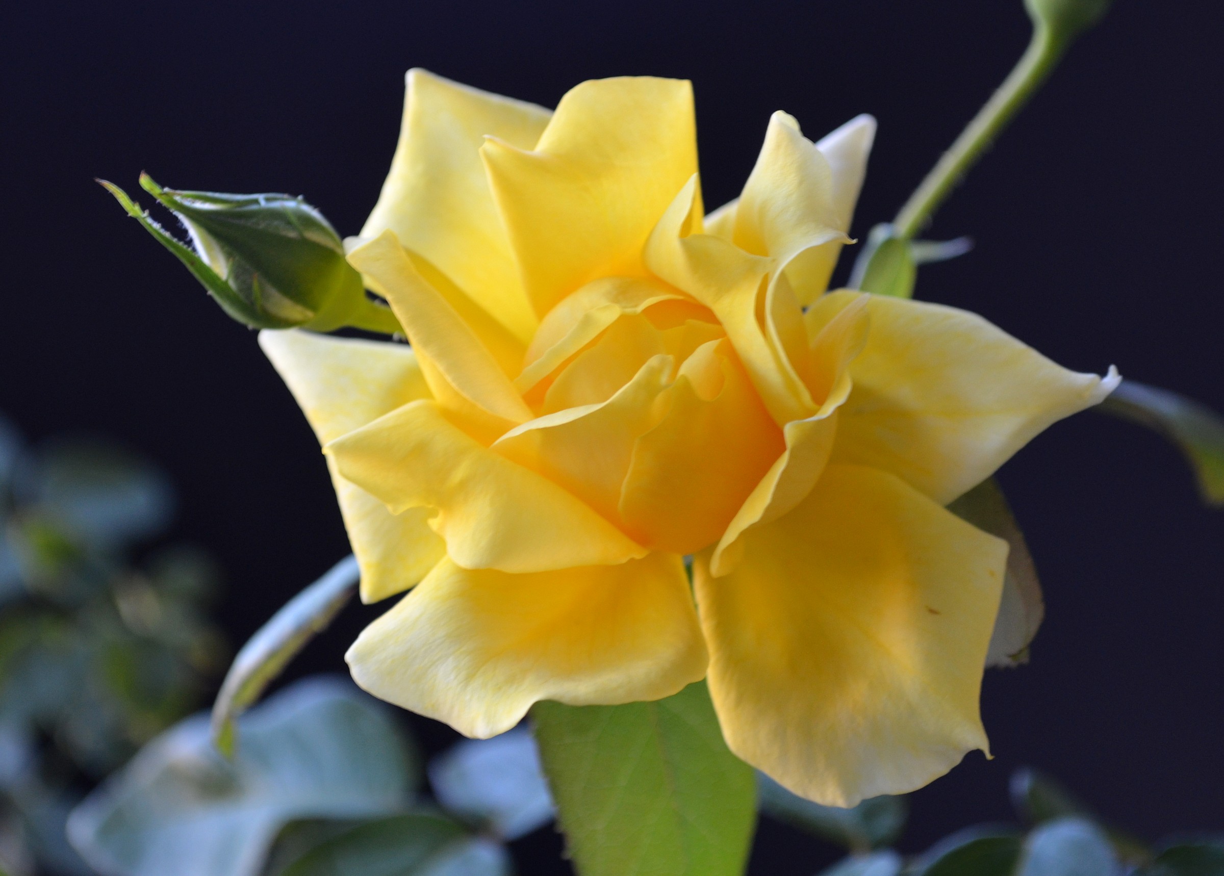 Yellow Rose