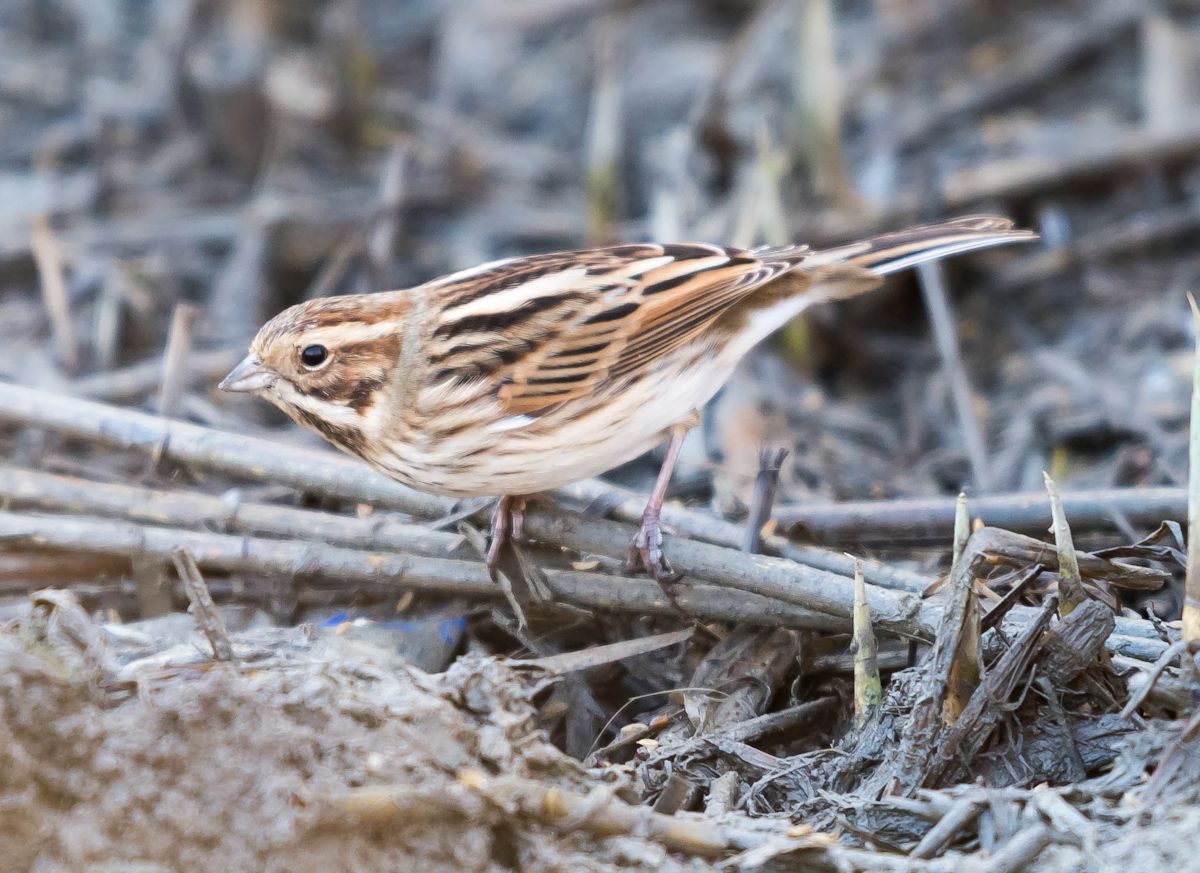 migliarino di palude