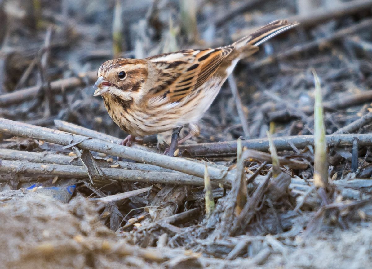 migliarino di palude