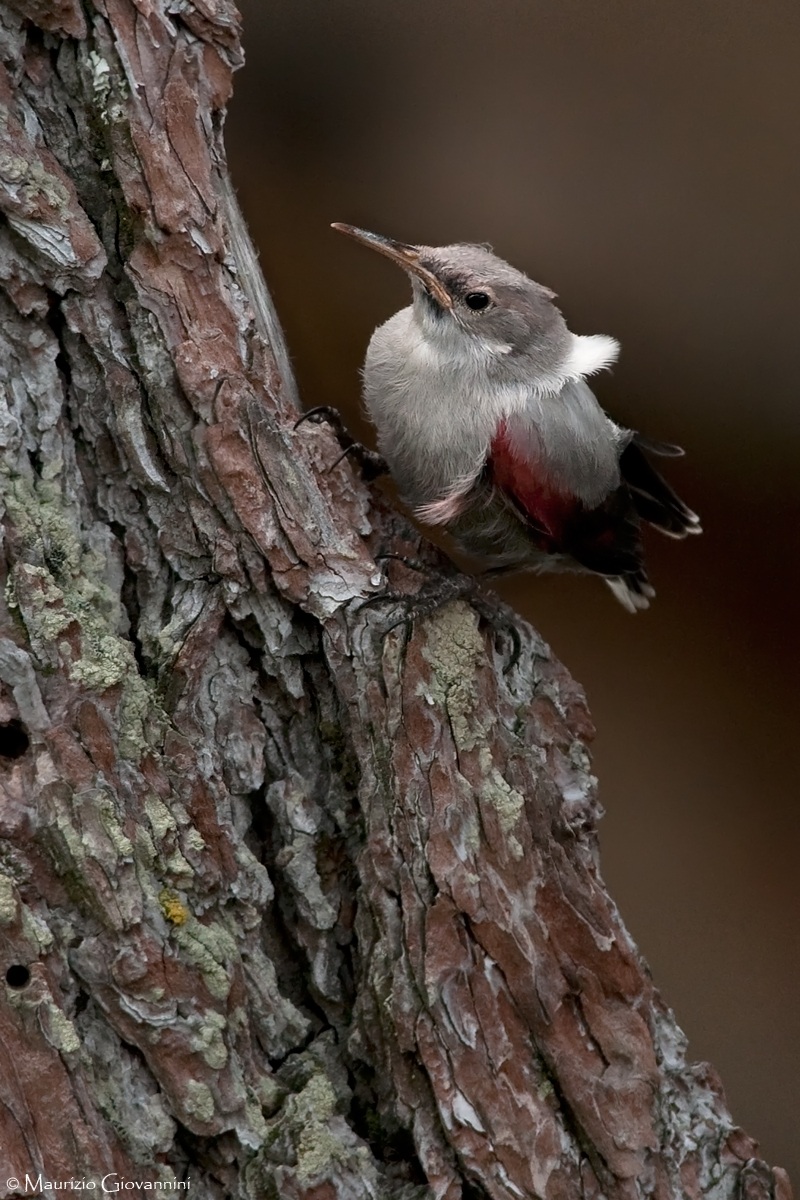 Young muraiolo ....... arboreal