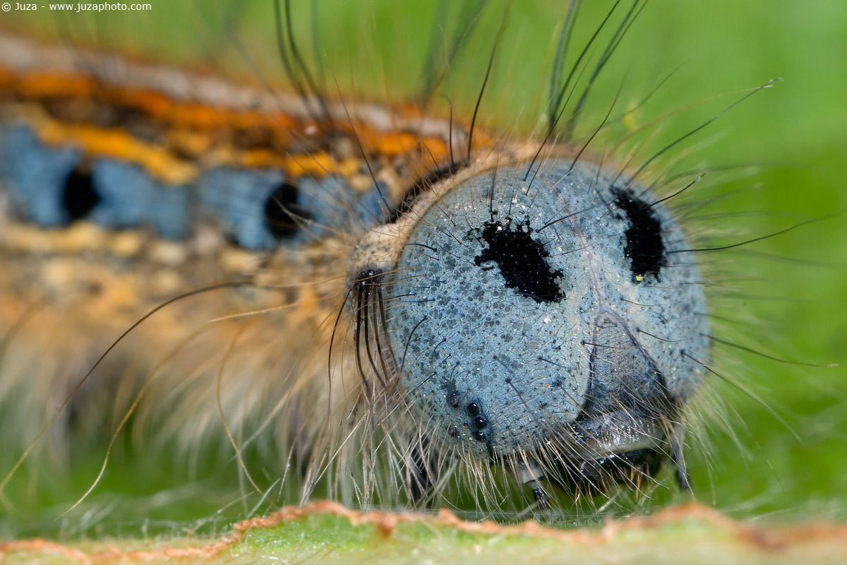 Malacosoma neustria, 005598