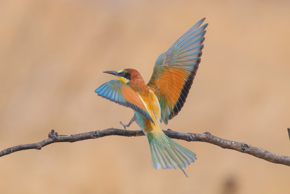 european bee eater