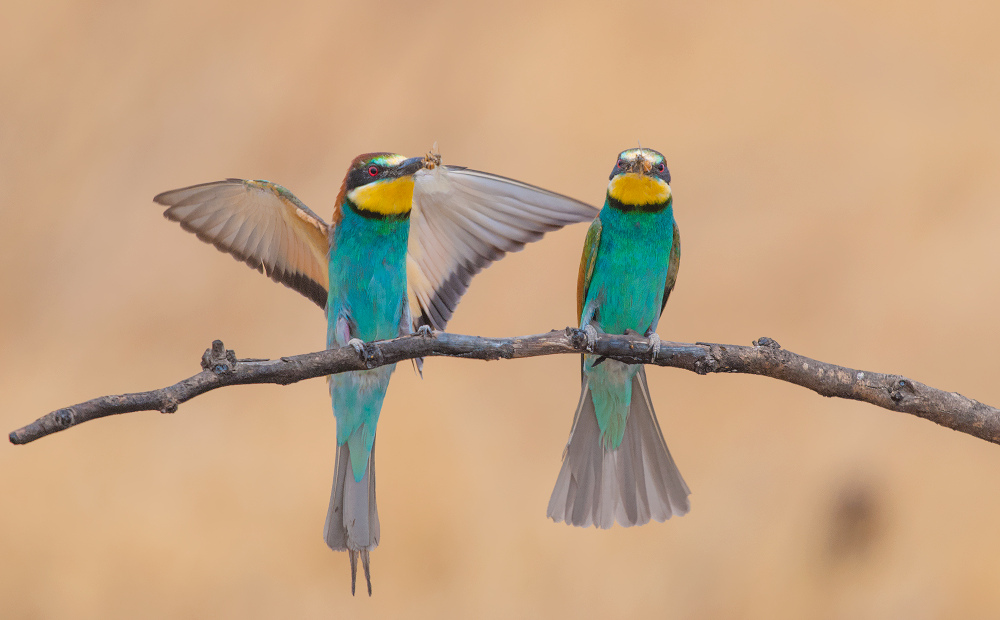 european bee eater