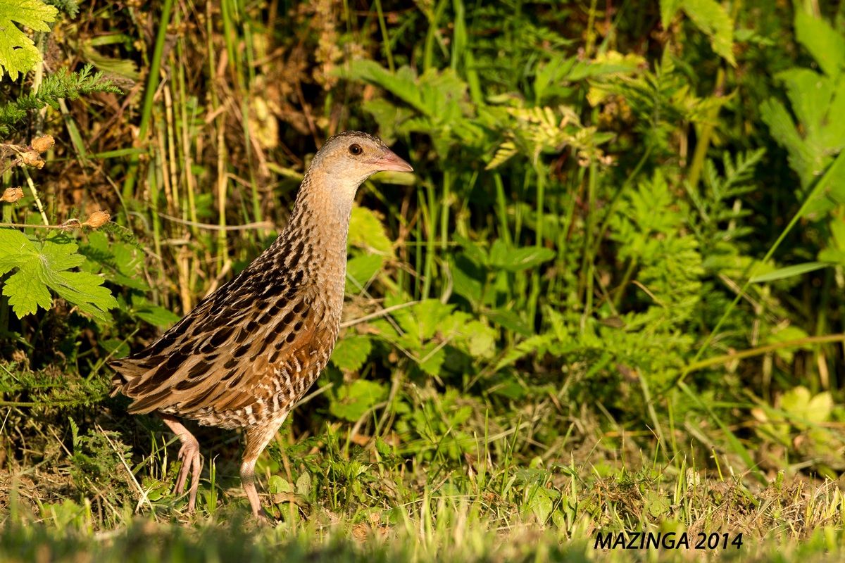 Corncrake Crex Crex