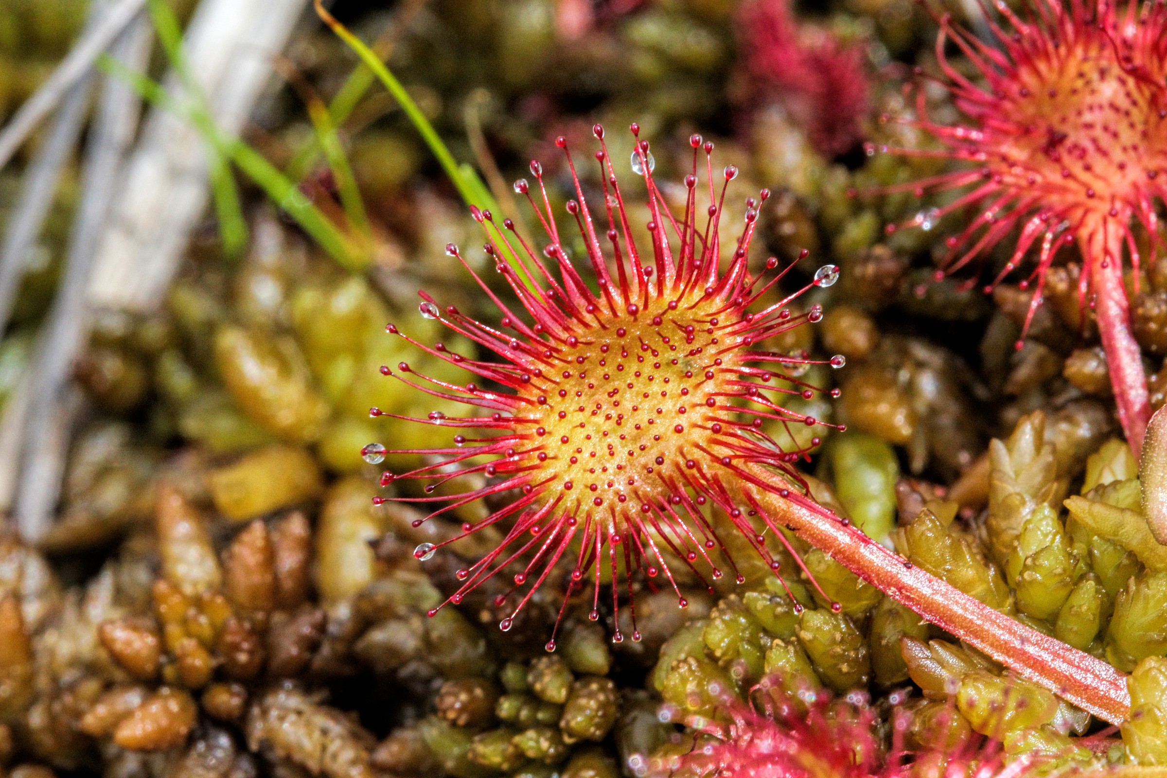 Rosolida (Drosera rotundifolia)