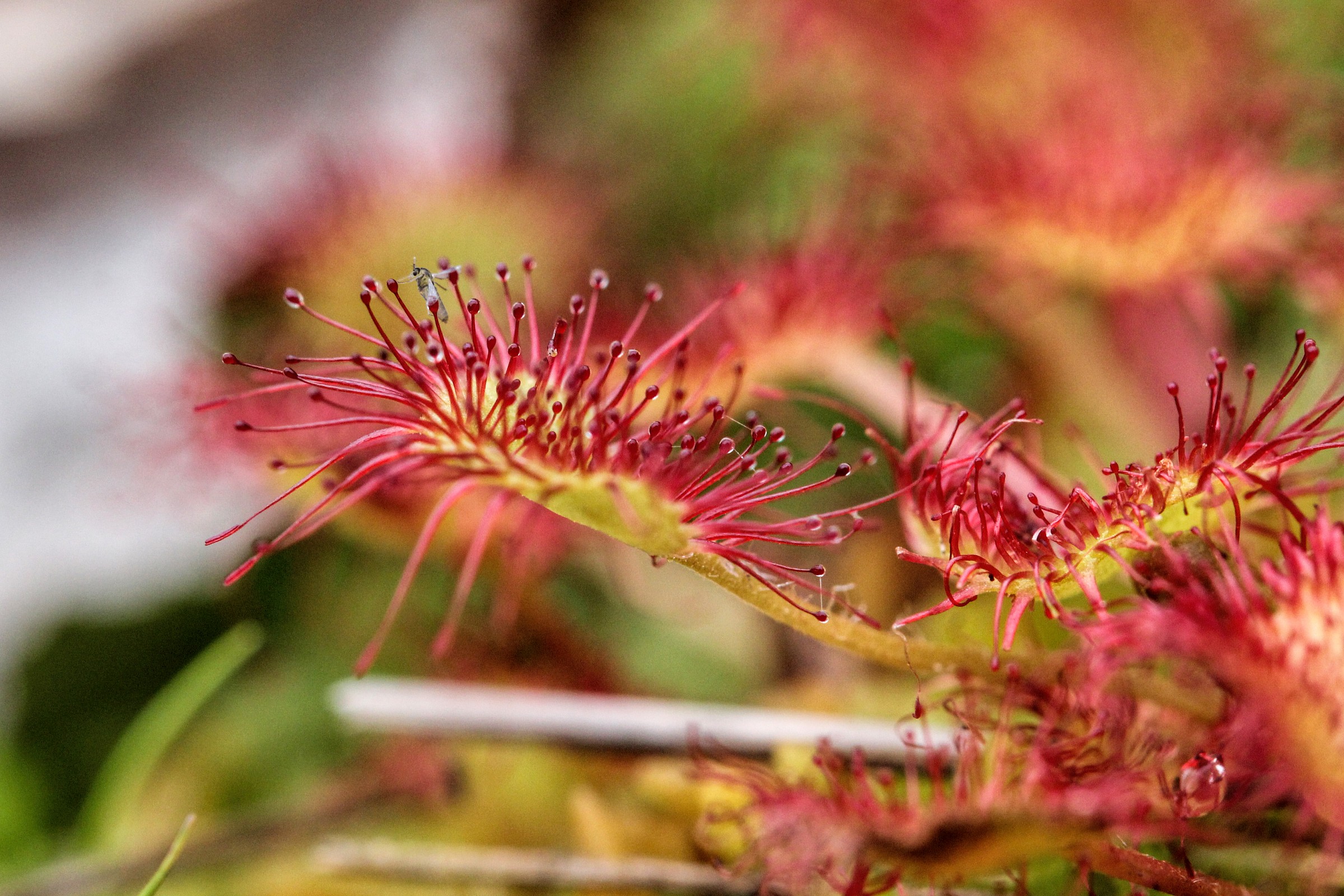 Drosera rotundifolia con insetto