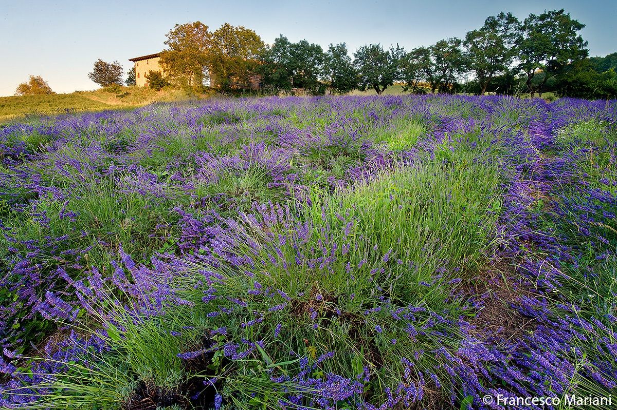 Lavanda Emiliana