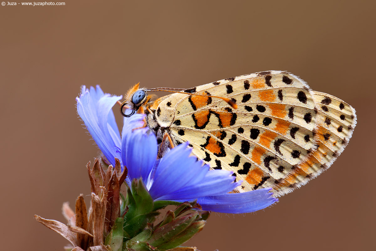 Melitaea didyma, 008546