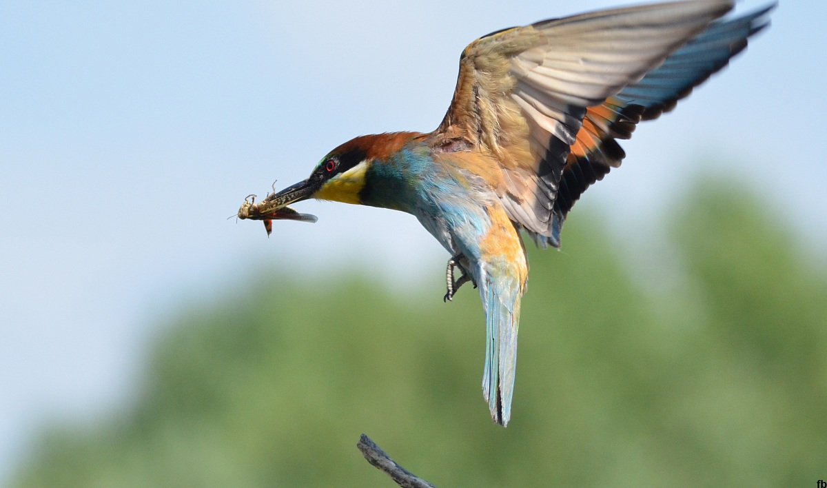 il gruccione con preda