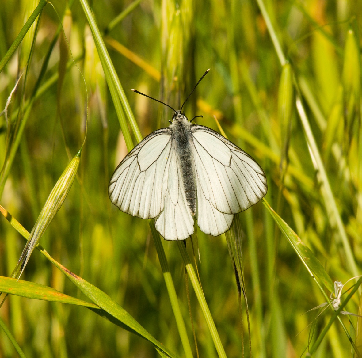 Black-veined White Aporia crataegi