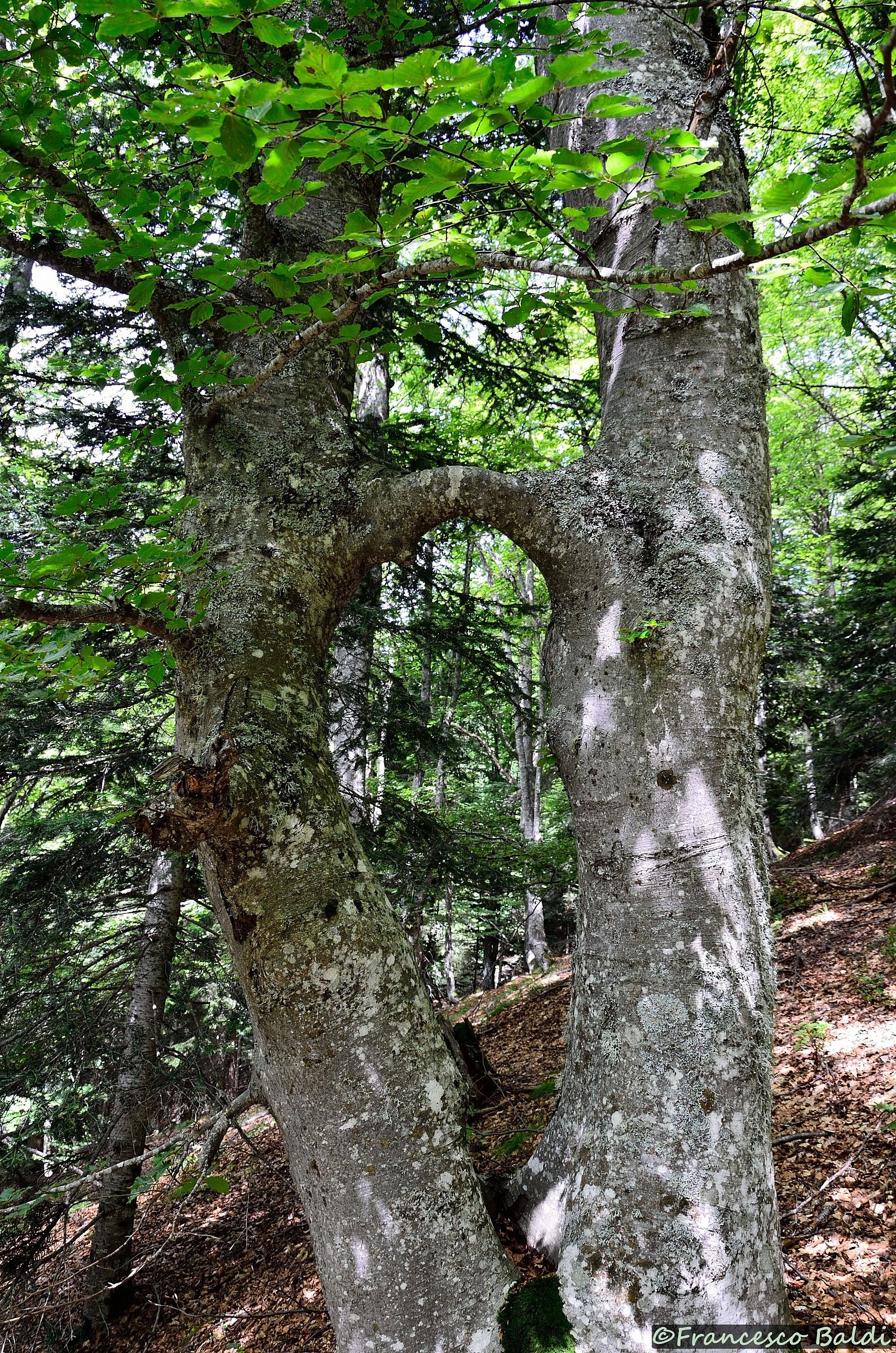 beech branch with common