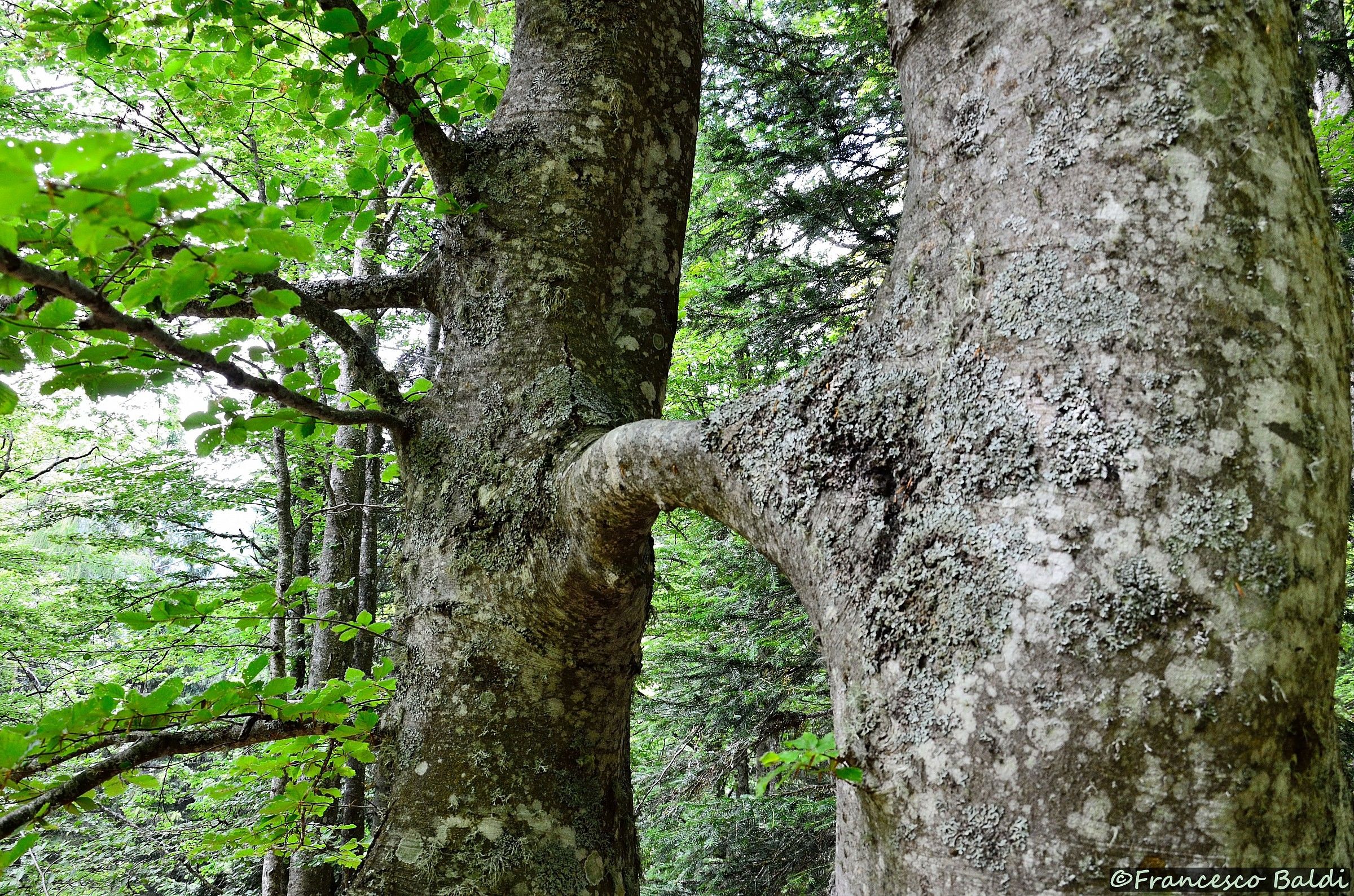 beech branch with common