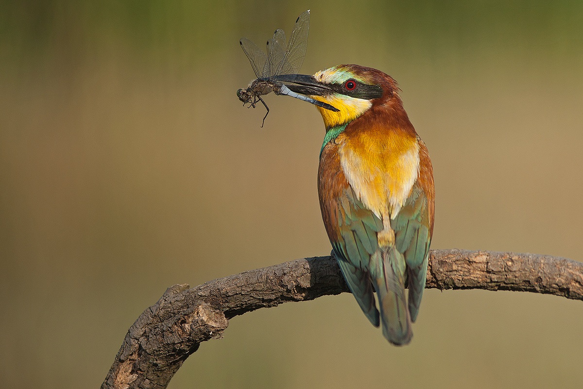 bee-eater