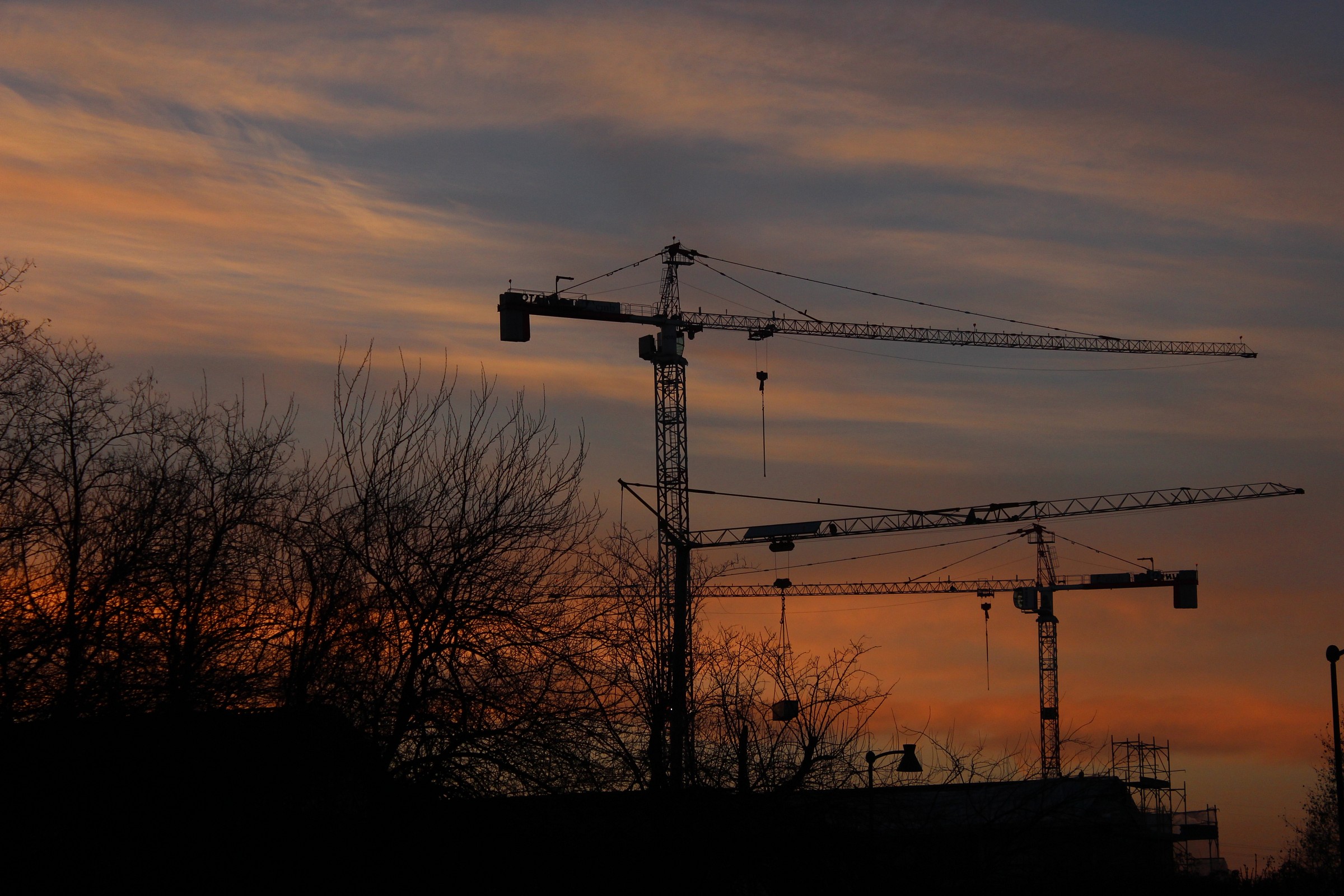 Il ballo delle gru all'alba