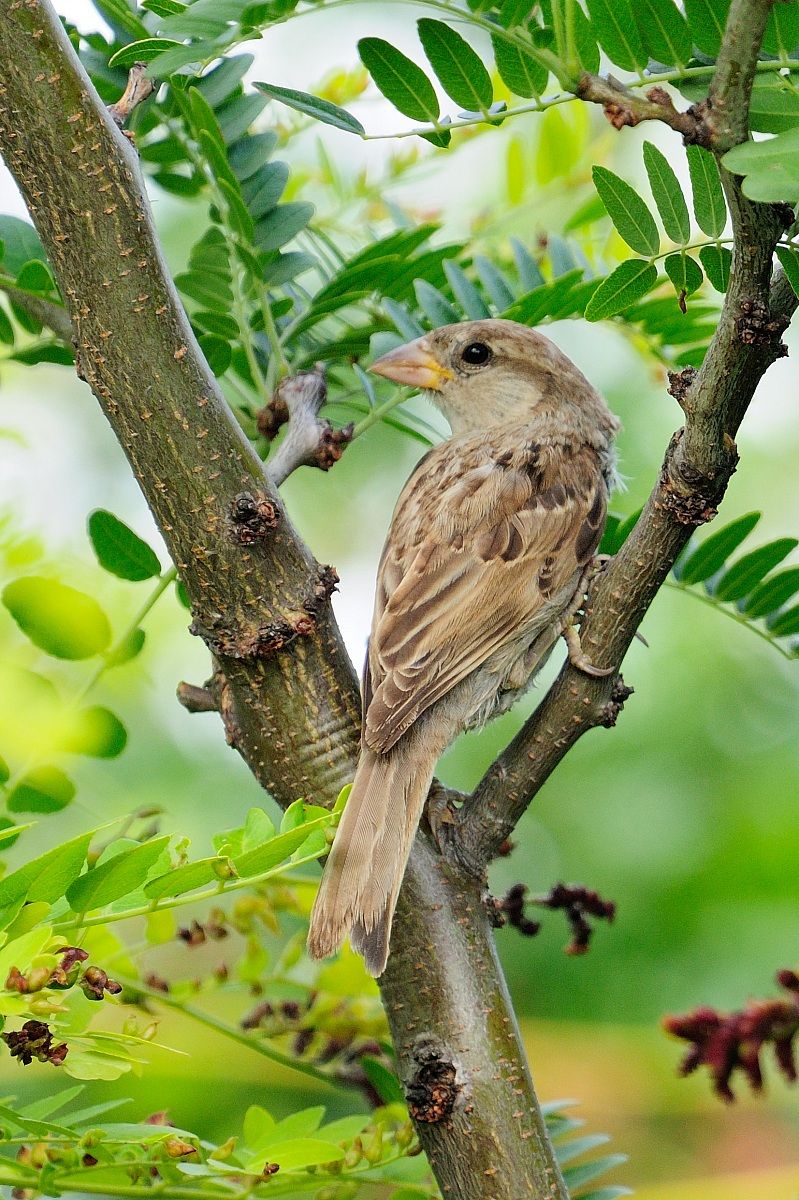 Passera d'Italia femmina