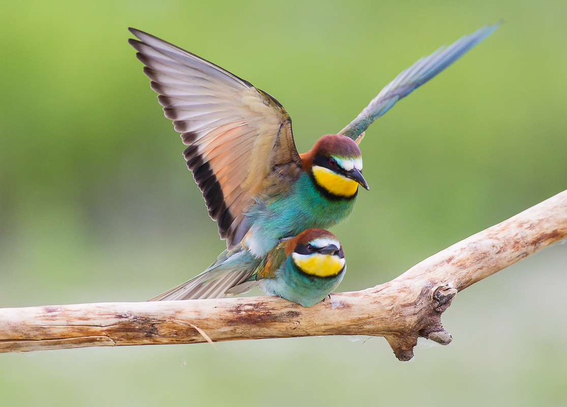 Accoppiamento Gruccioni