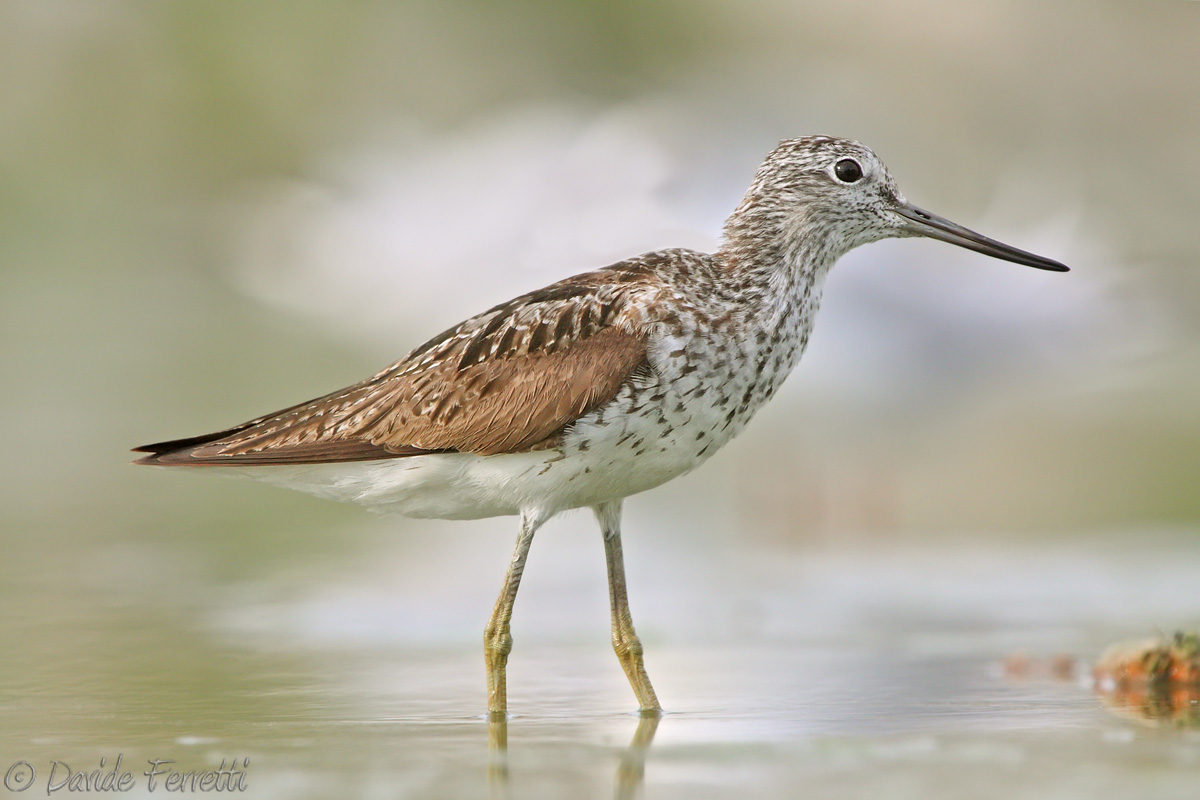Greenshank