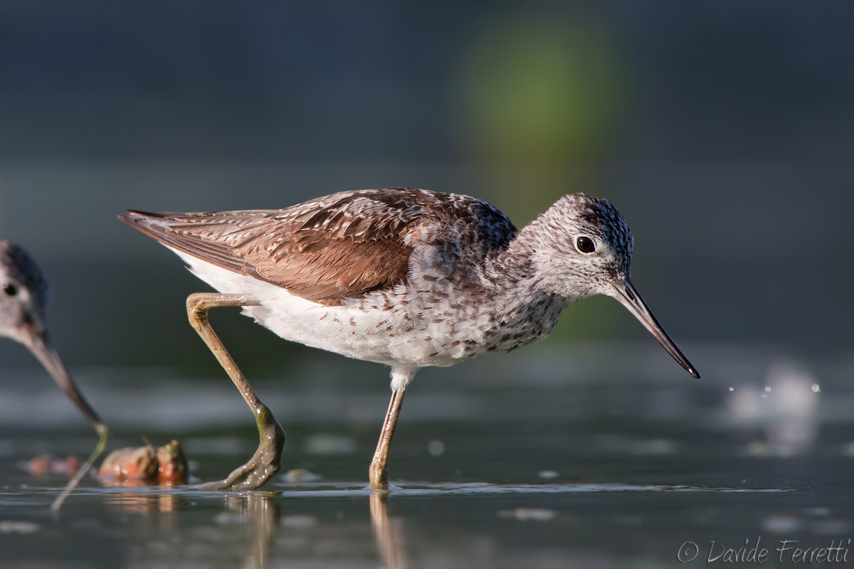 Greenshank
