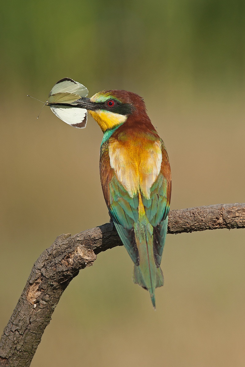 bee-eater