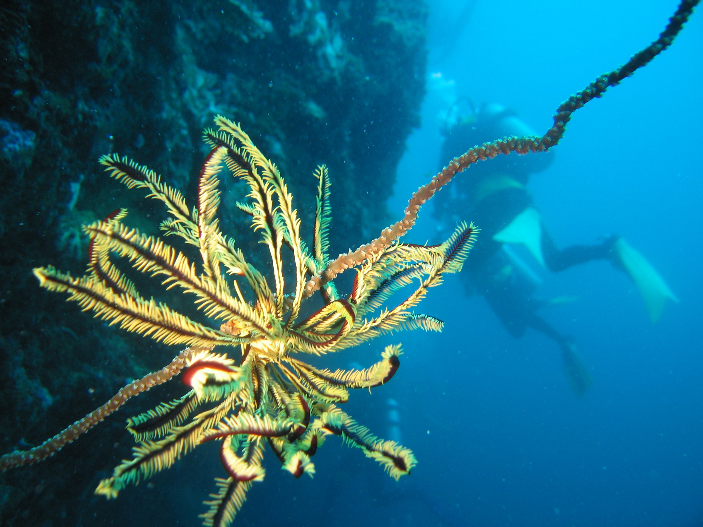un delicato crinoide