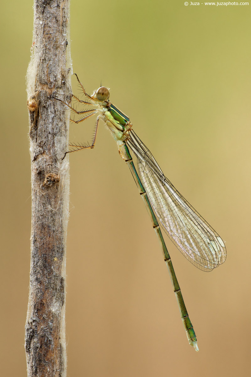 Lestes viridis, 005667