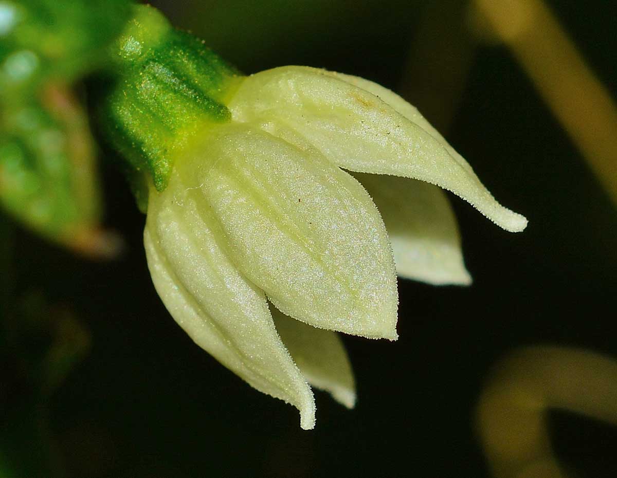 Flower chilli