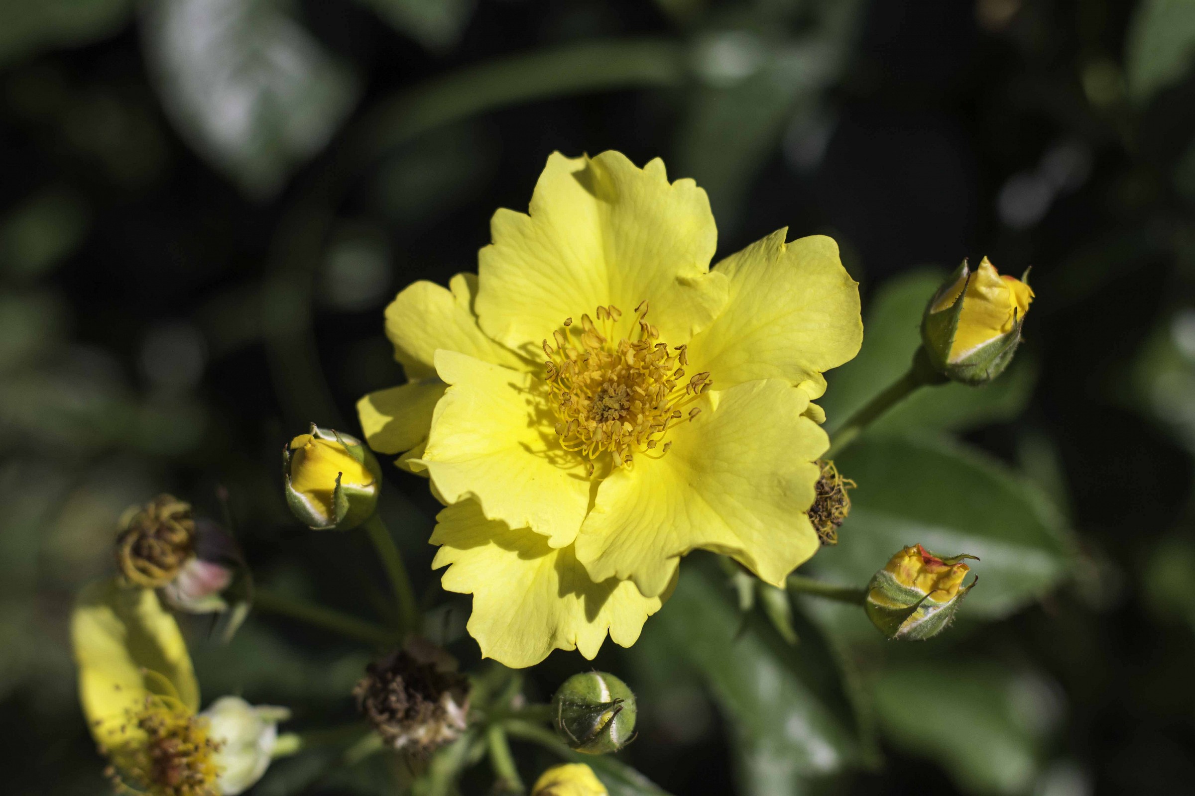 municipal rose garden