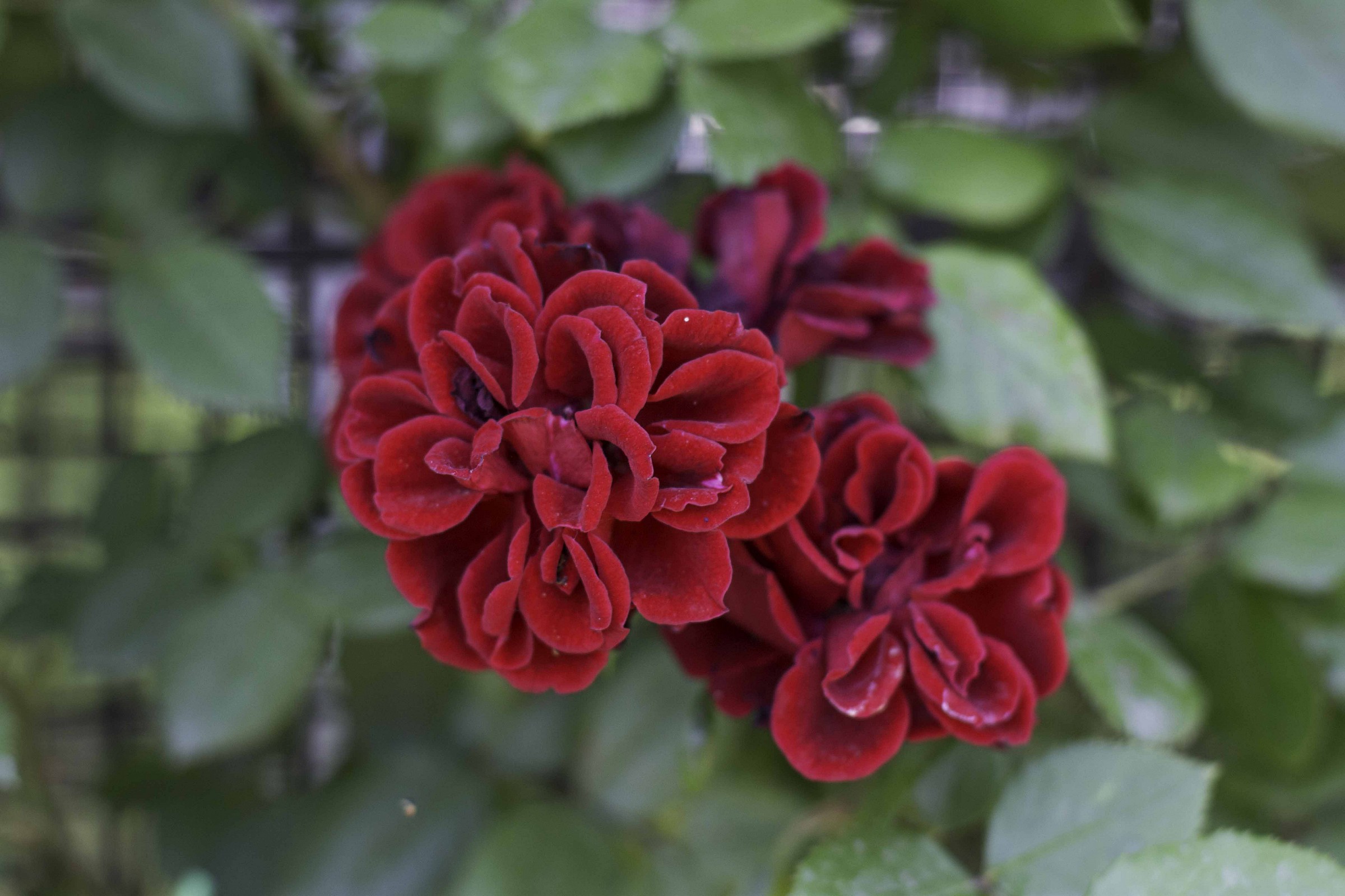 municipal rose garden