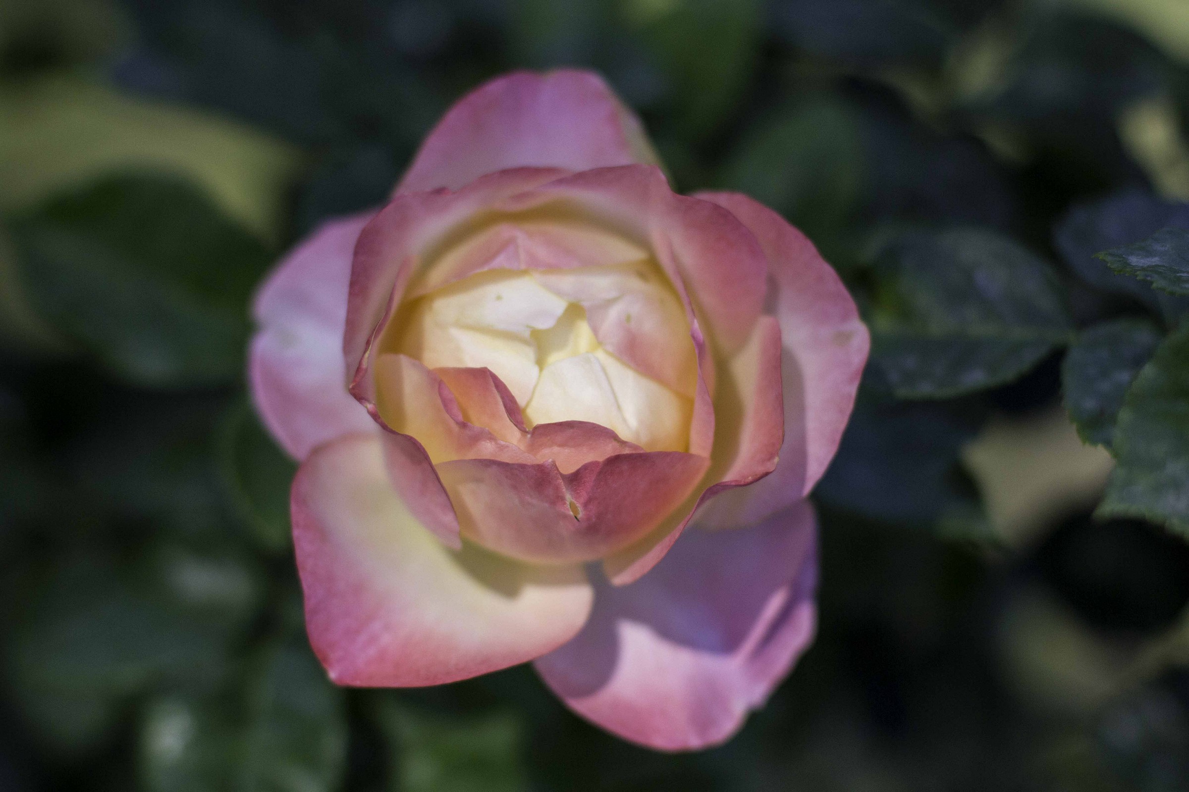 municipal rose garden