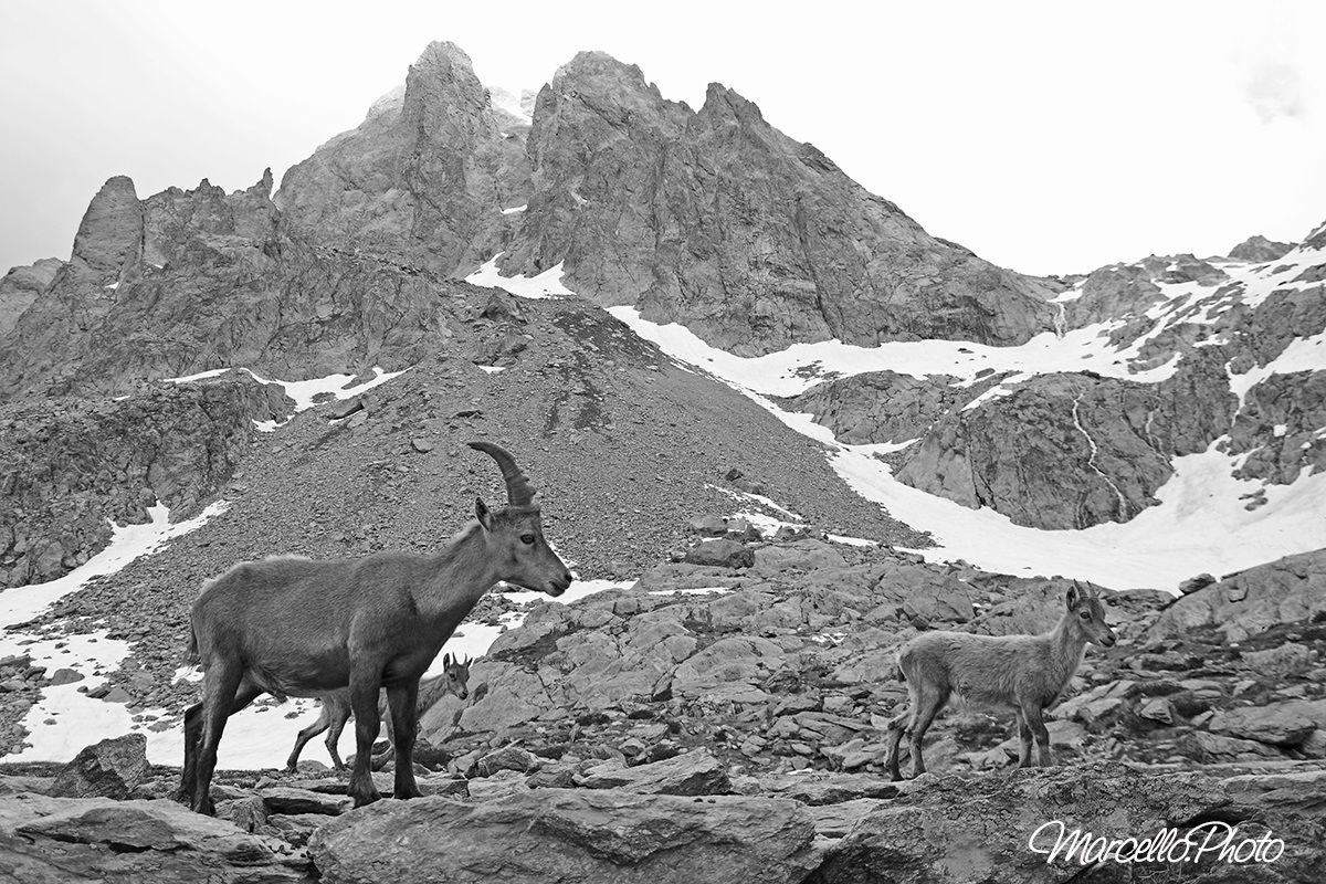 stambecchi ambientati