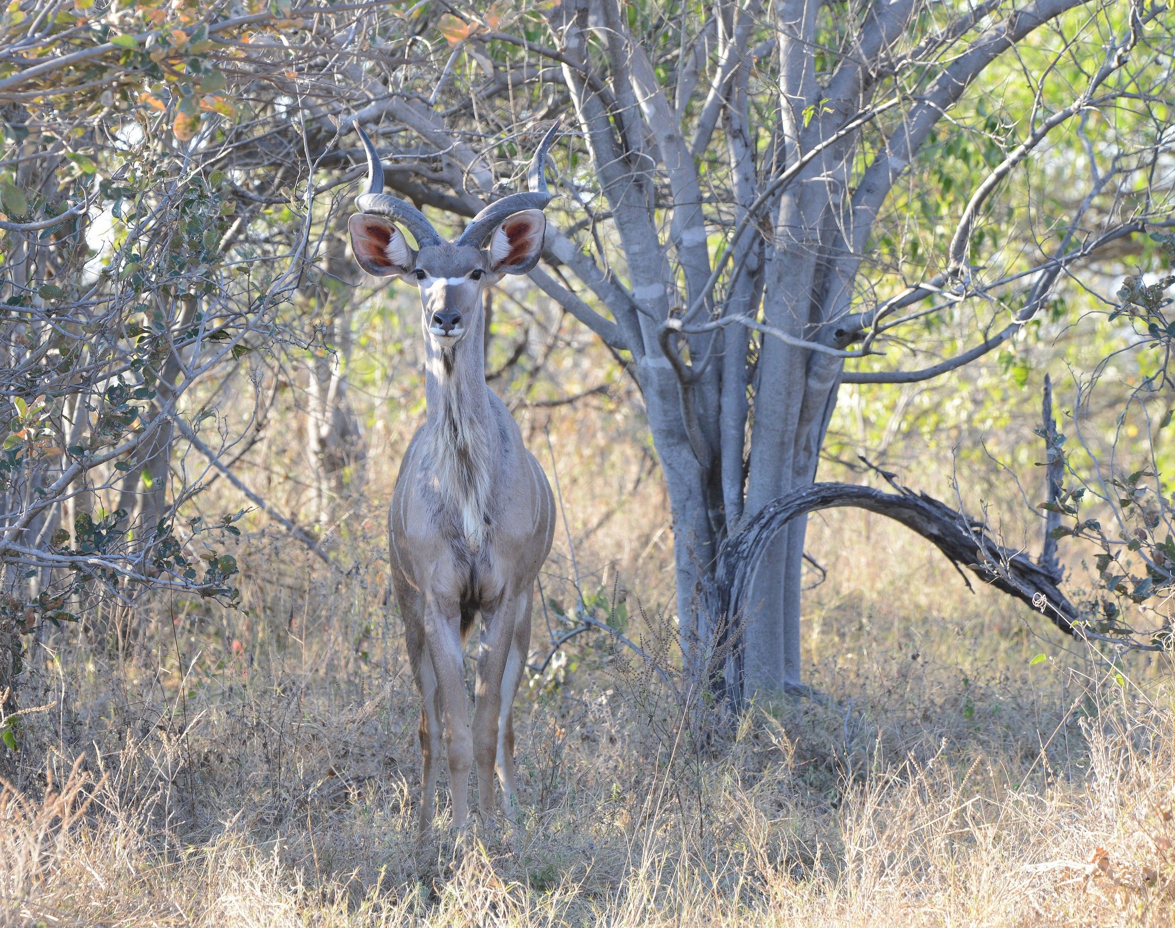 Kudu