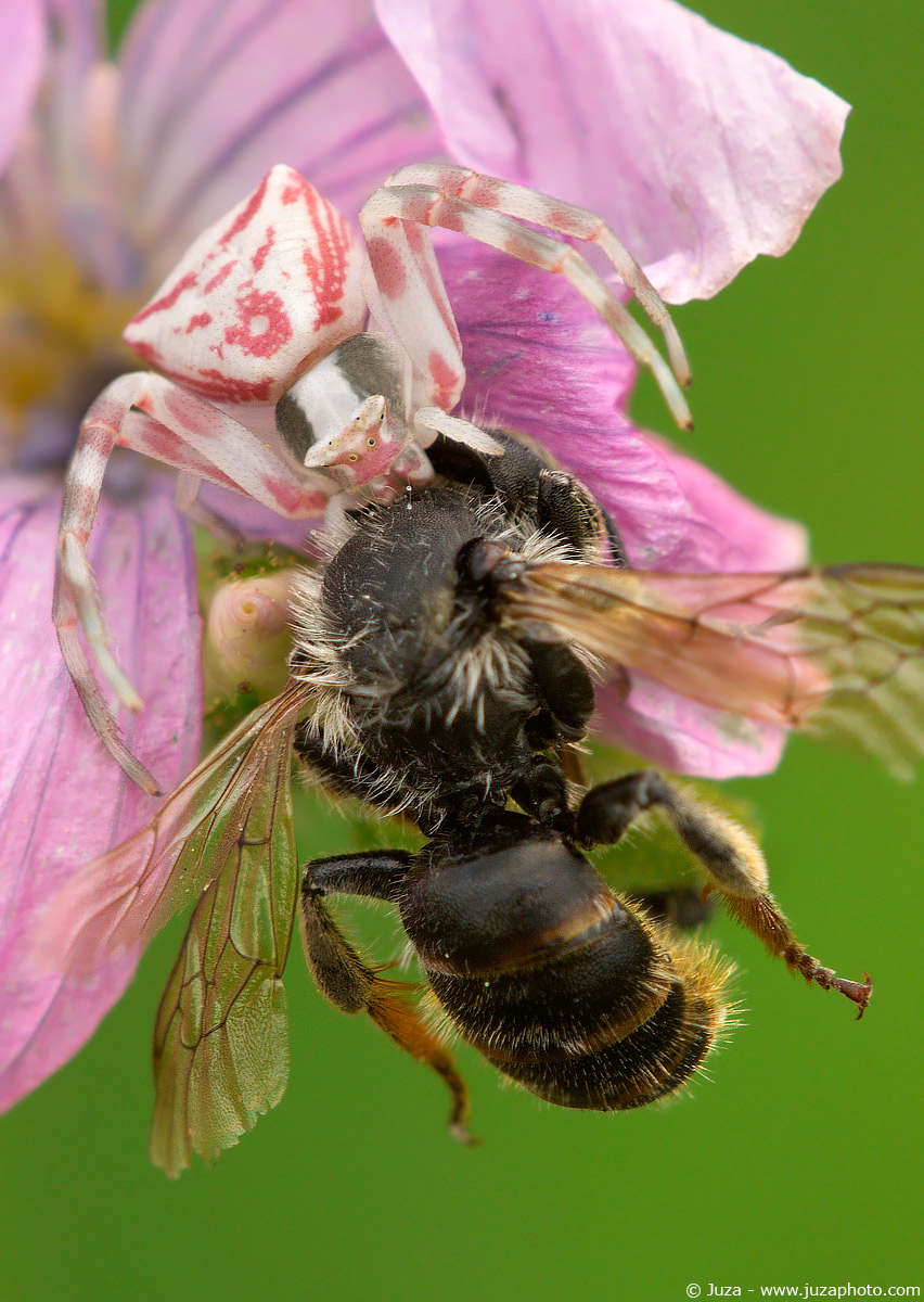 Thomisus onustus, 005679