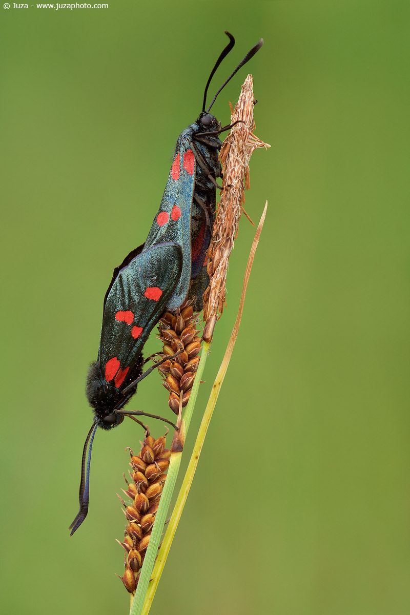 Zygaena lonicerae, 005687