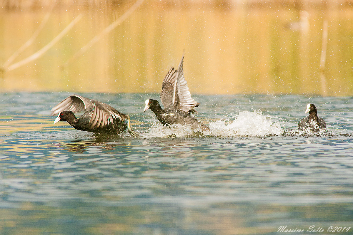 Inseguimento tra folaghe