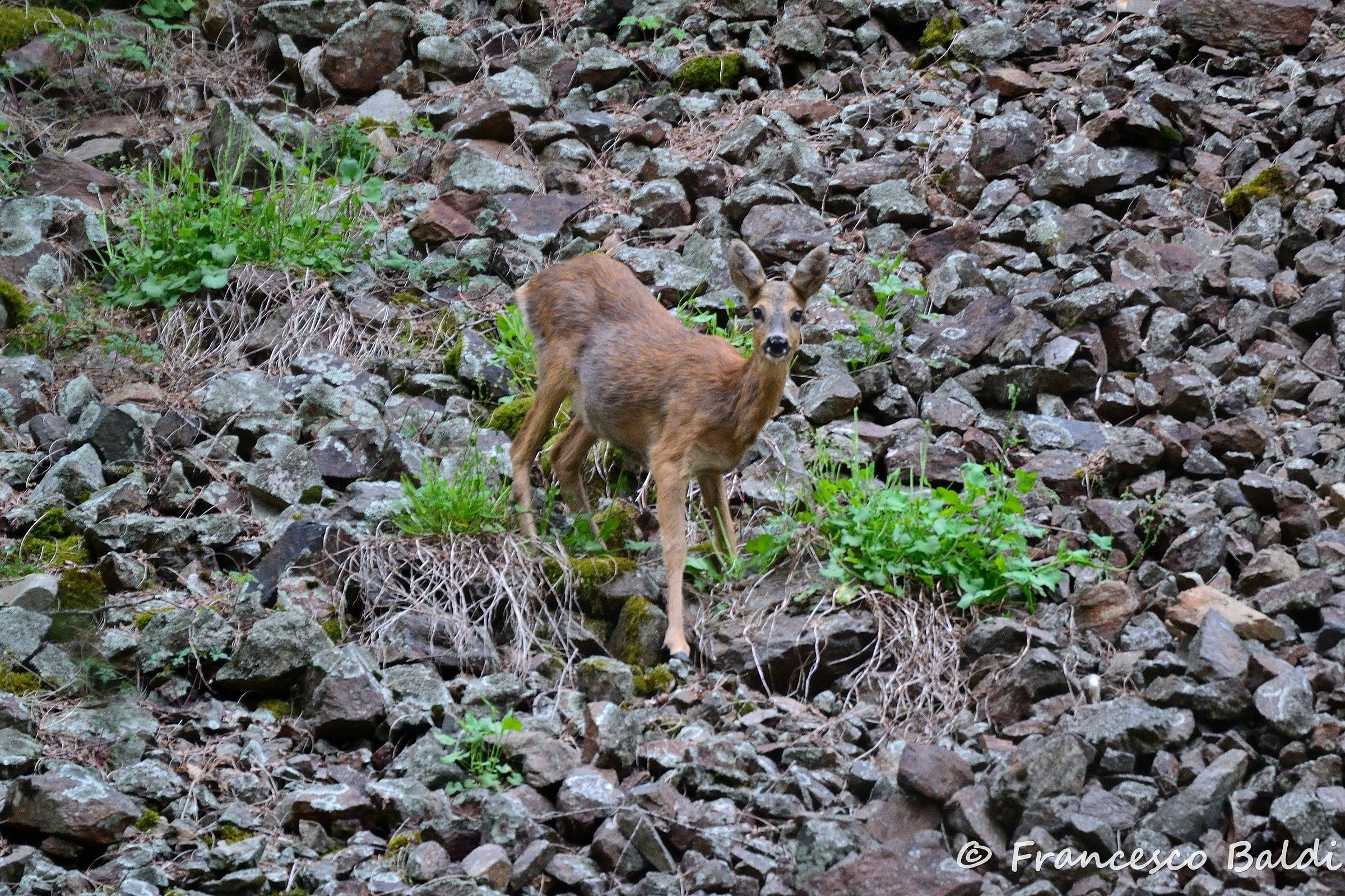 roe deer