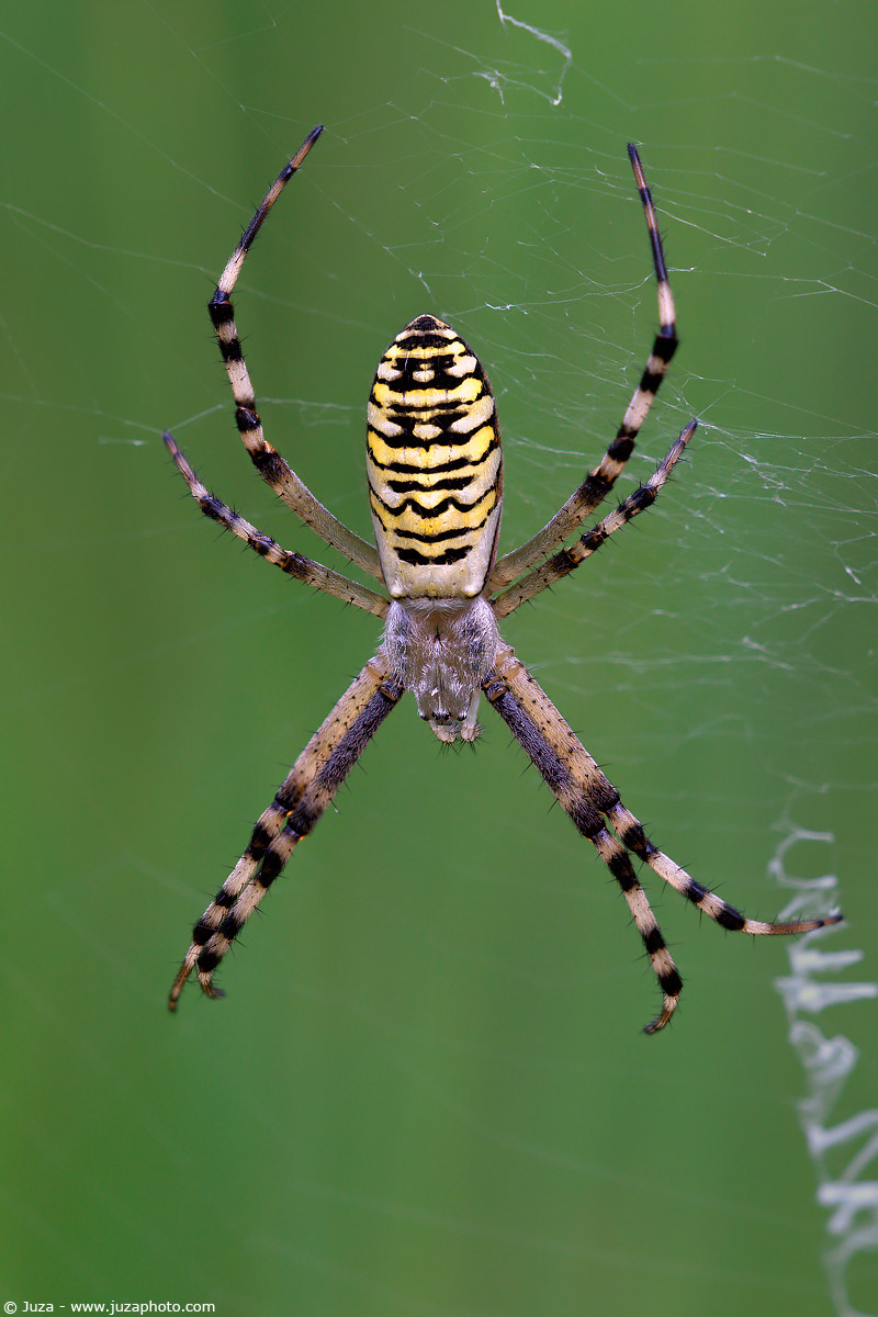 Argiope bruennichi, 005819