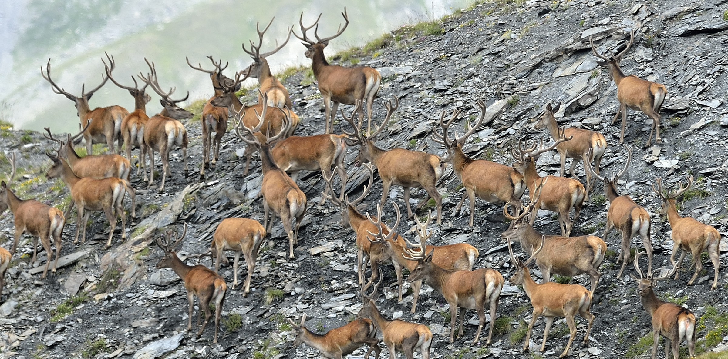 group of deer