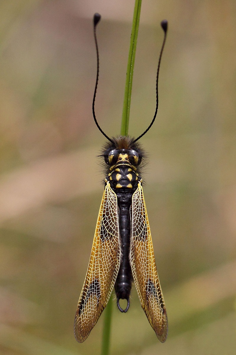 Libelloides longicornis